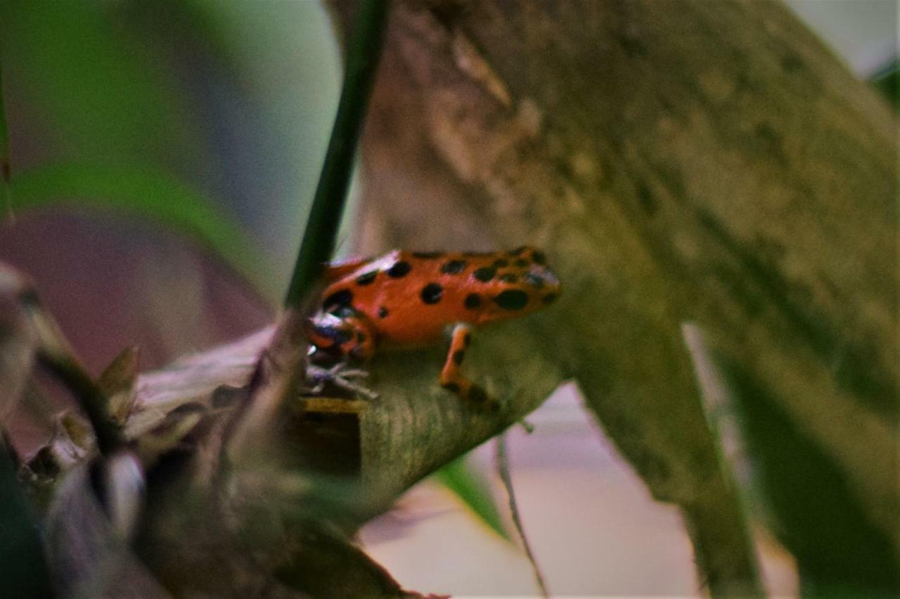 Jungle Paunch Lodge *